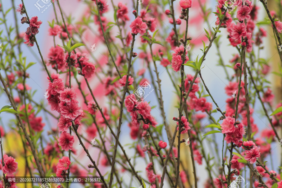 点点桃花开