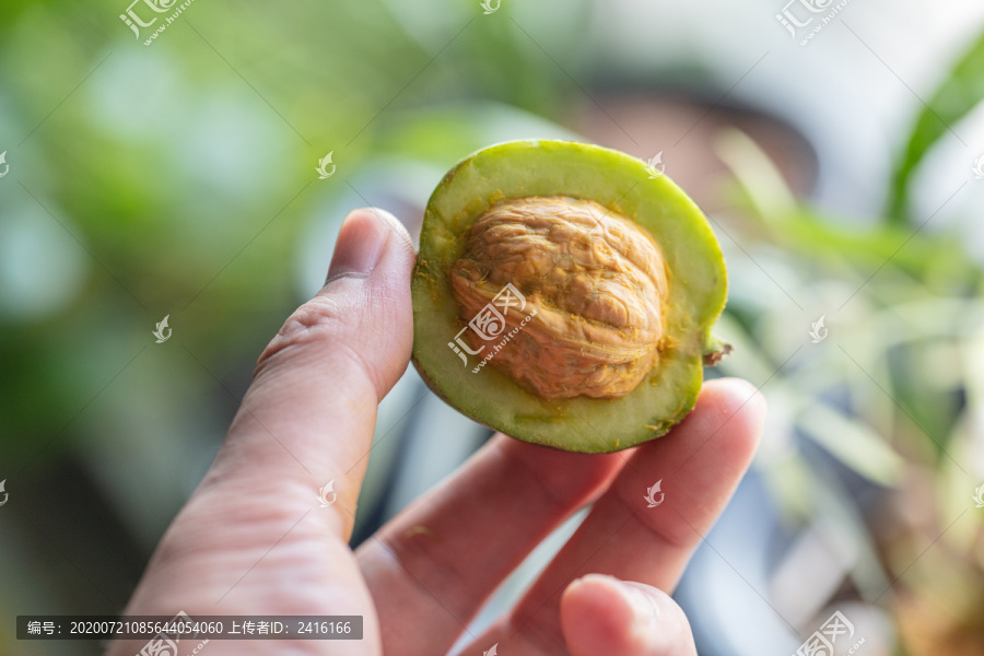 青皮核桃