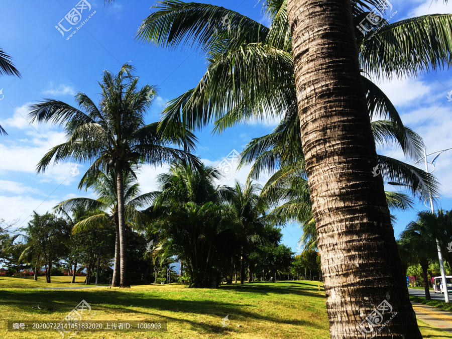 亚龙湾棕榈树