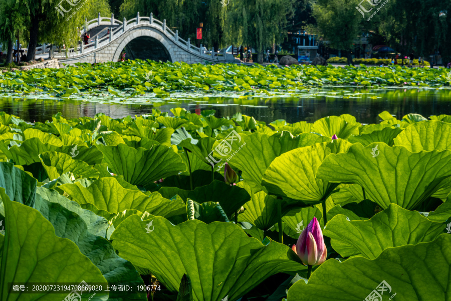 中国长春南湖公园的荷花与景观