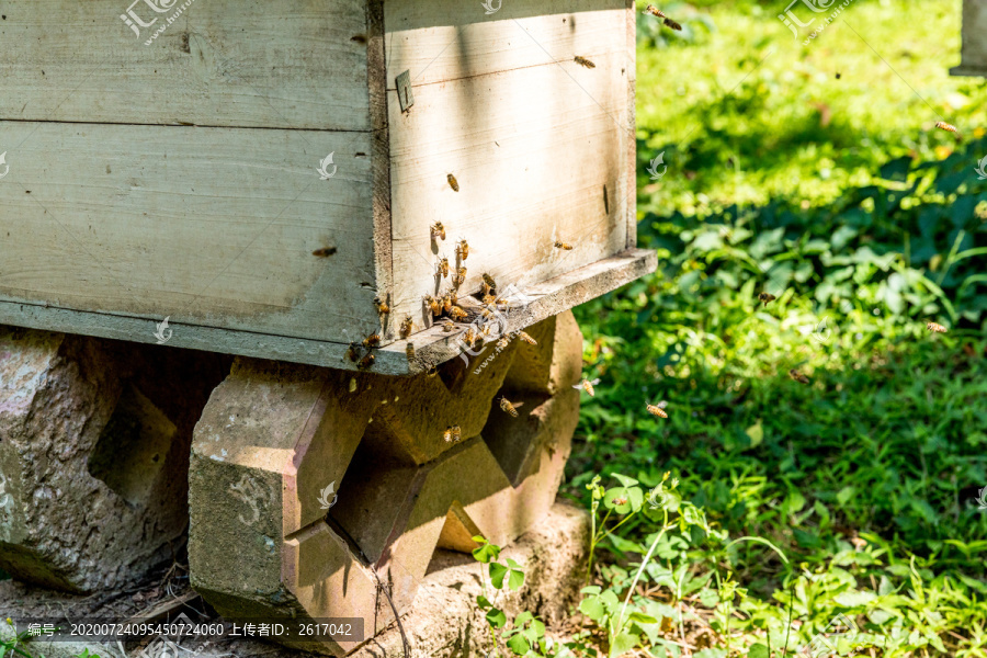 野外养蜂蜜蜂箱