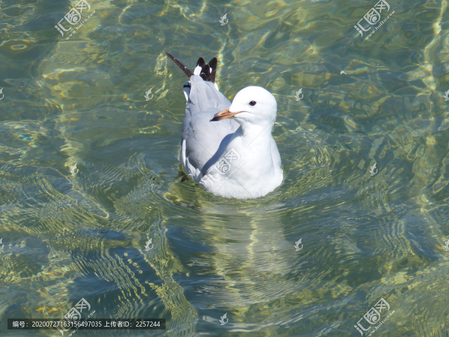 海鸥