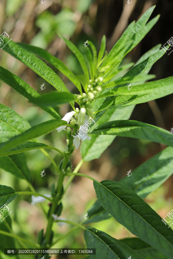 芝麻植株