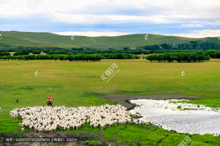 草原湿地放牧羊群