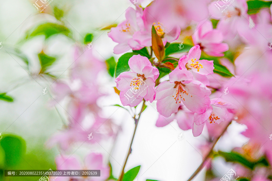 粉樱花