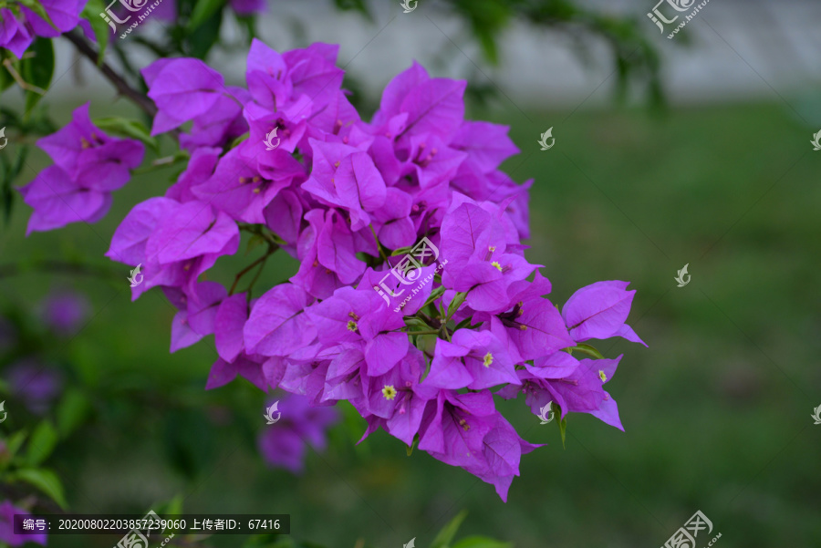 紫红三角梅