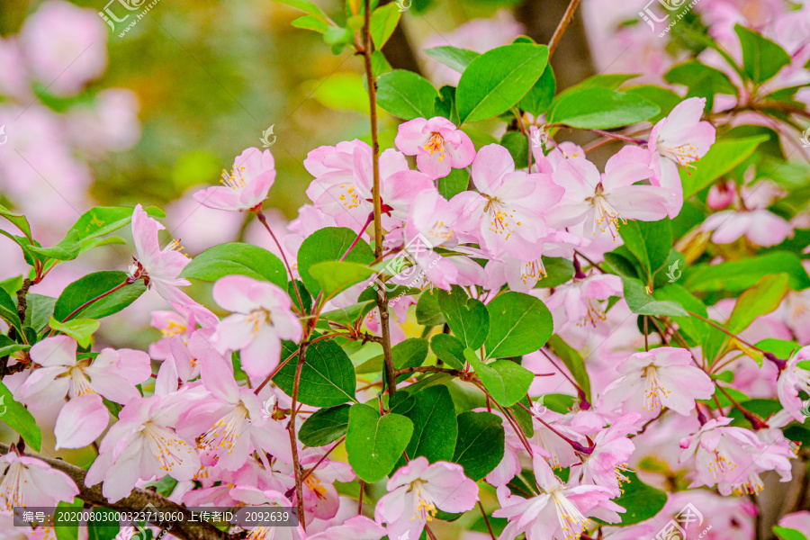 樱花季