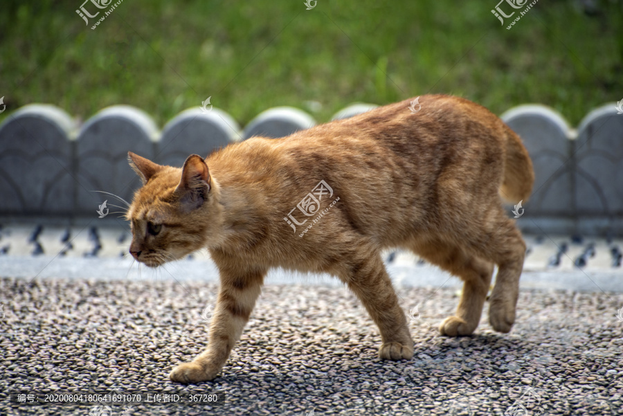 黄色流浪小猫