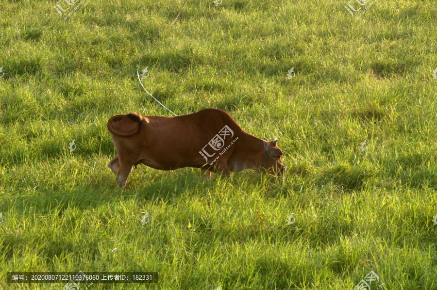 黄牛吃草风景