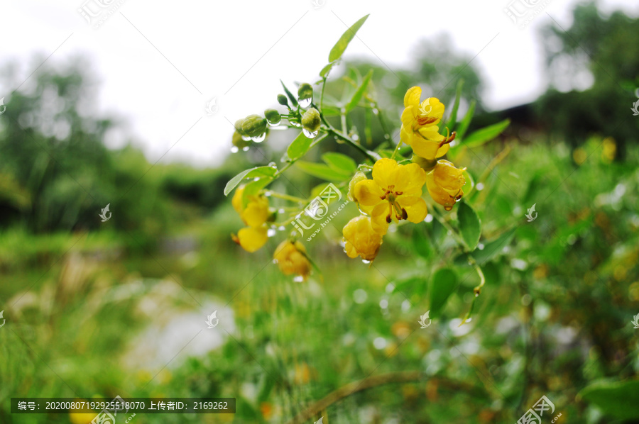 黄槐花