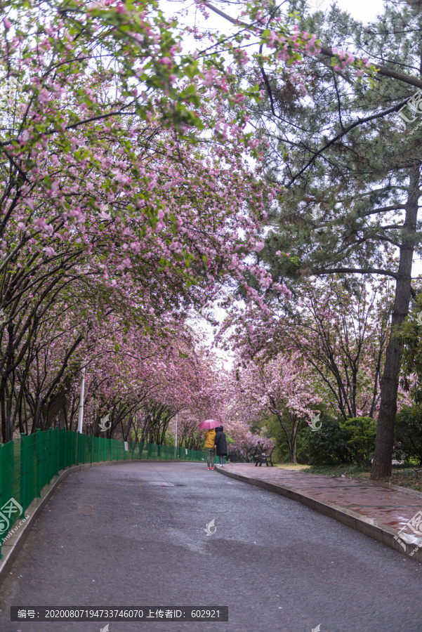 雨后海棠路