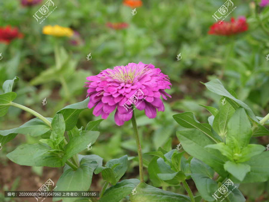 紫锥菊紫锥花