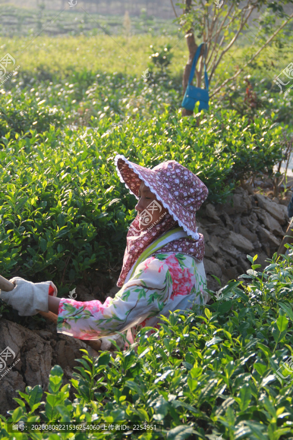 在茶园工作的妇女