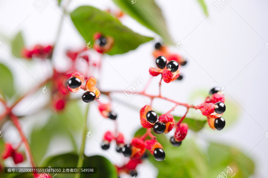 成熟的花椒树