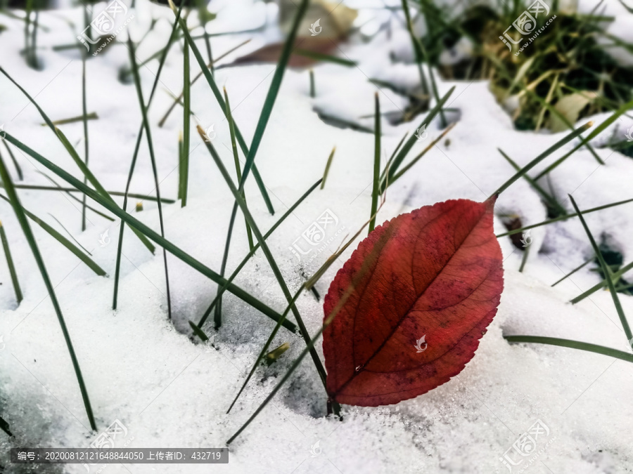 红叶雪地