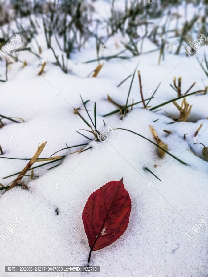 雪地红叶