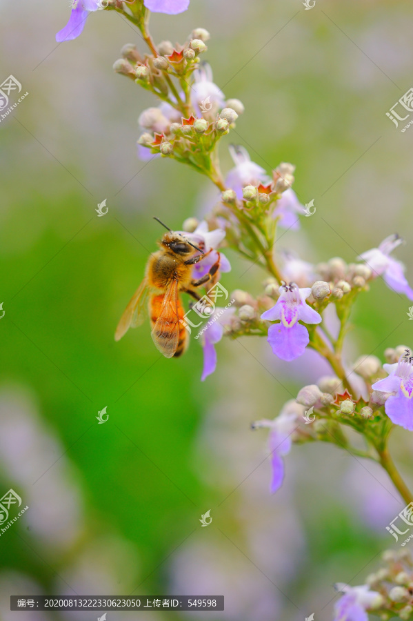 蜜蜂采蜜