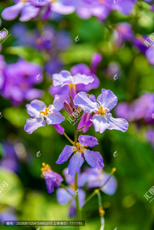 十字花科植物二月兰诸葛菜