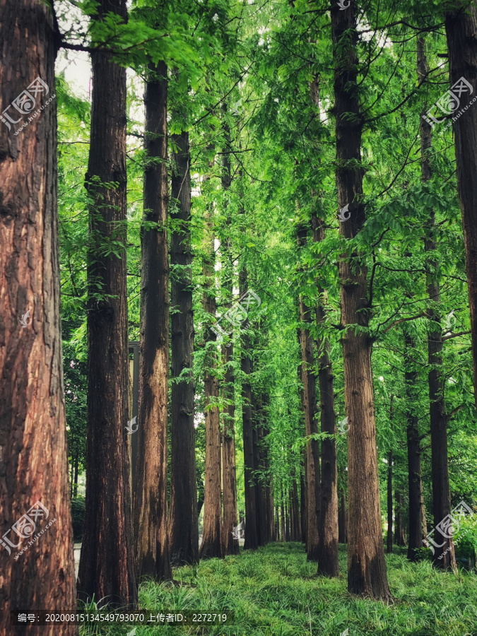 杉树林