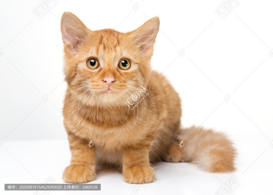 橘猫幼猫田园猫宠物素材