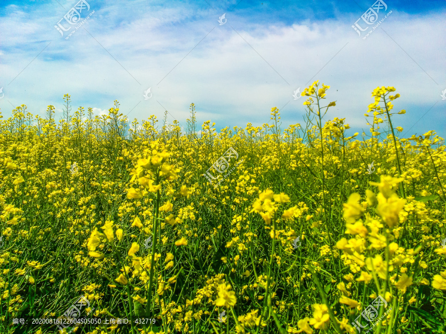 油菜种植