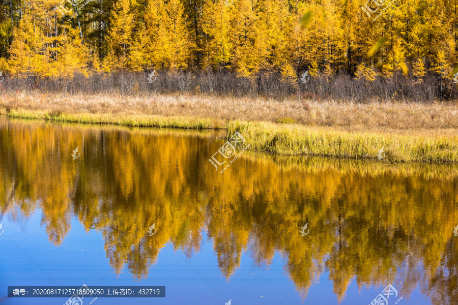 秋季水边金色树林倒影