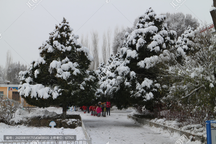 大雪压青松