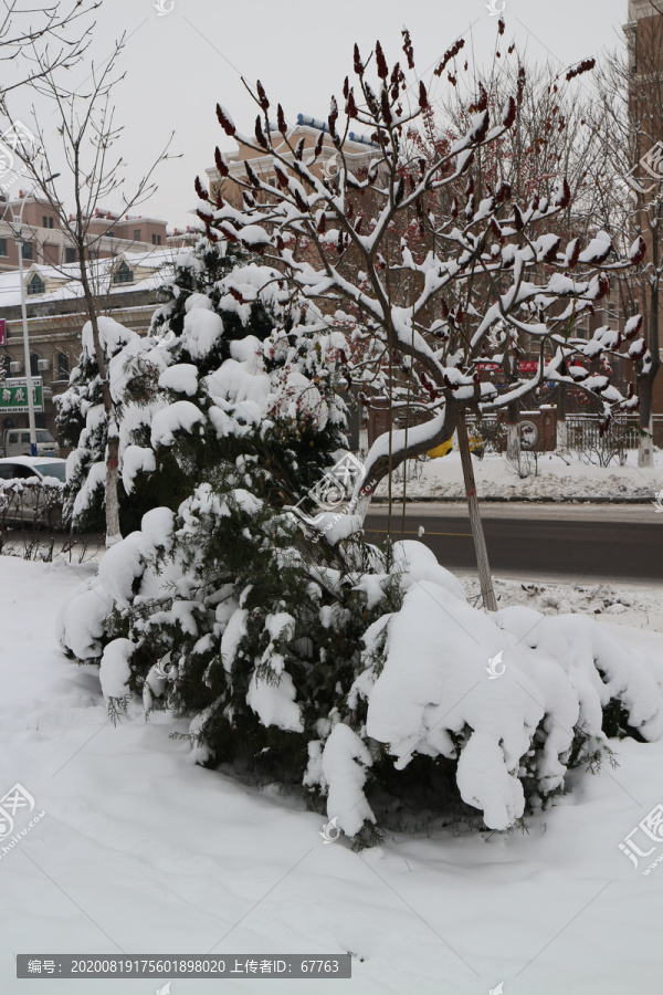 雪盖青松