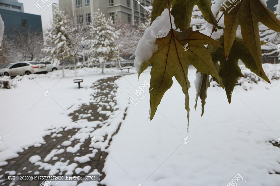 大雪梧桐叶