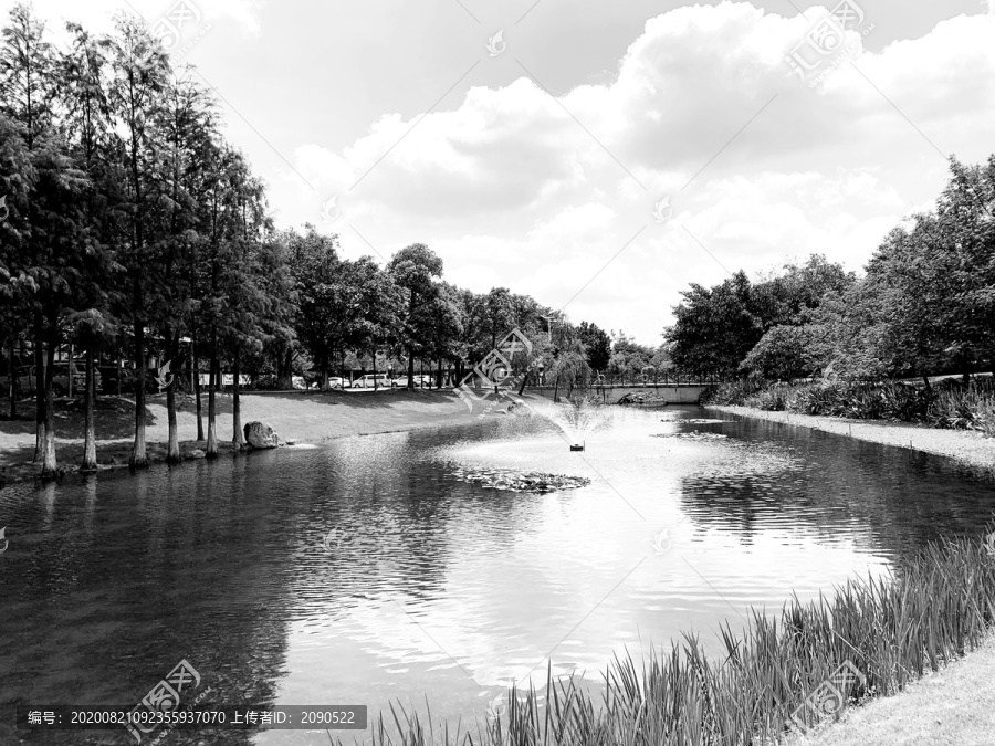 溪流植被黑白风景装饰画