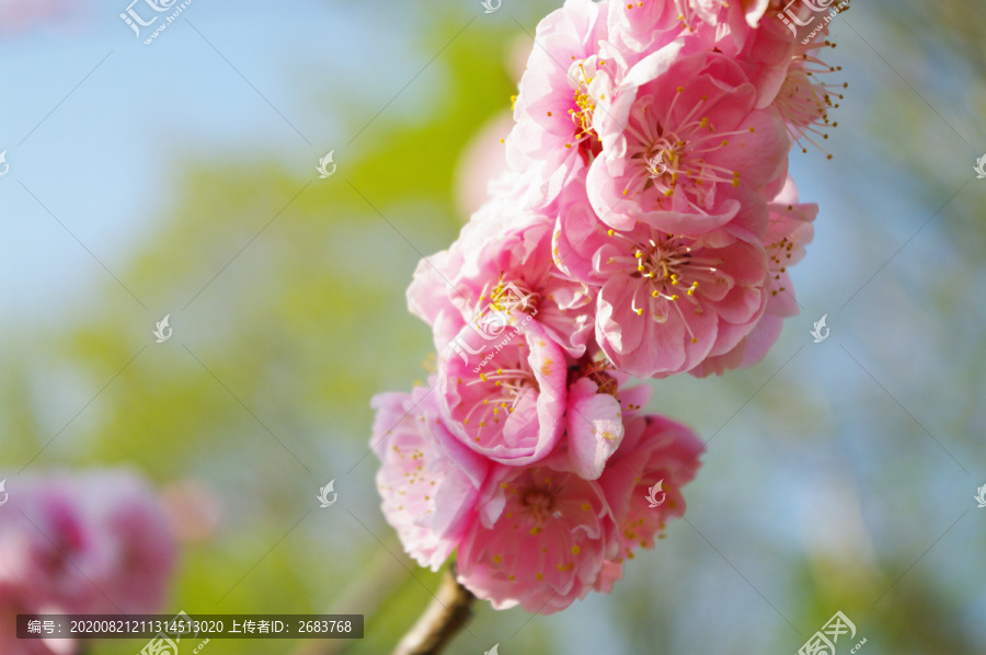 梅花枝头