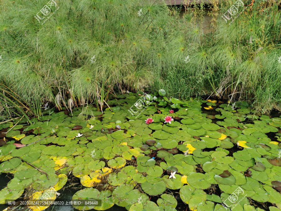 湿地水生植物景观