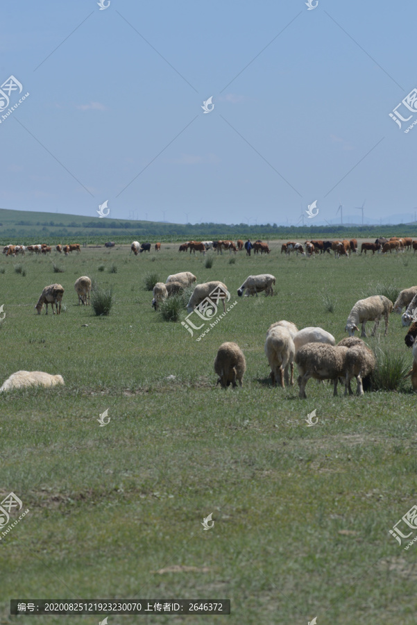 草原上的一群绵羊
