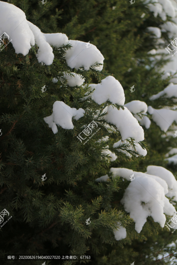 雪松