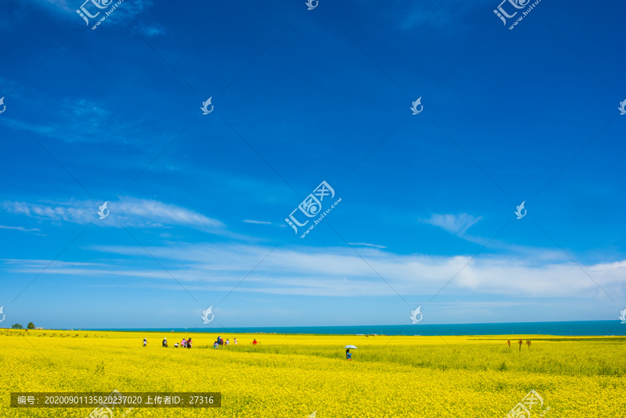 青海湖边油菜花