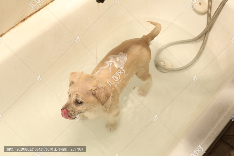 宠物狗洗澡过程