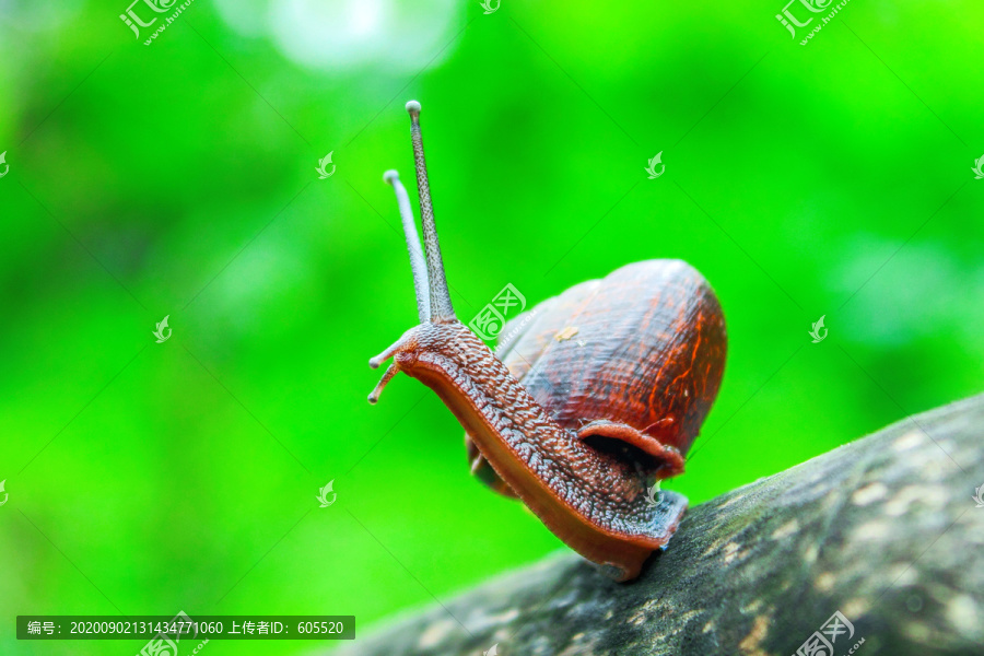 蜗牛小动物