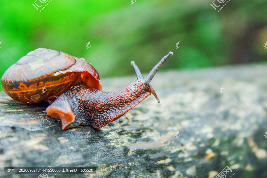 蜗牛小动物