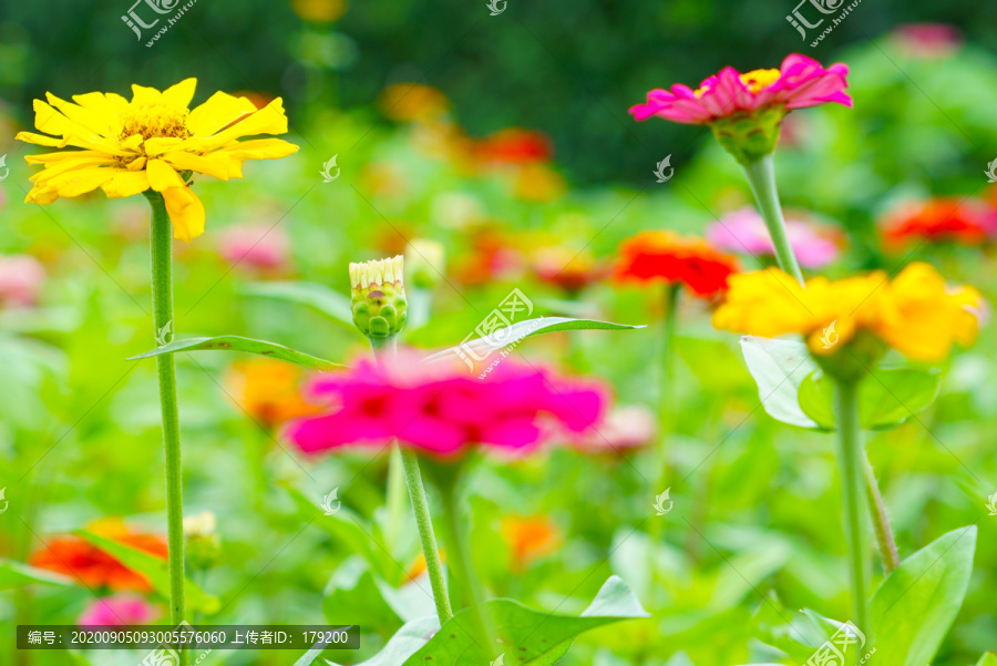 花草10