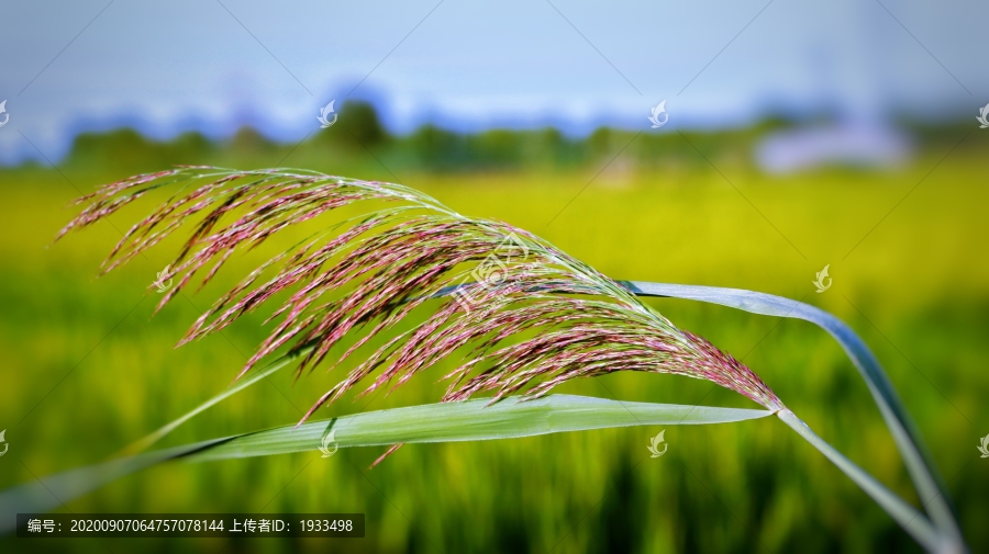 芦花