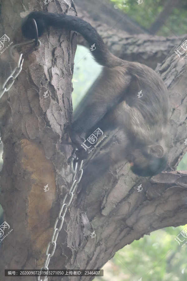 中山市紫马岭公园动物和风景图片