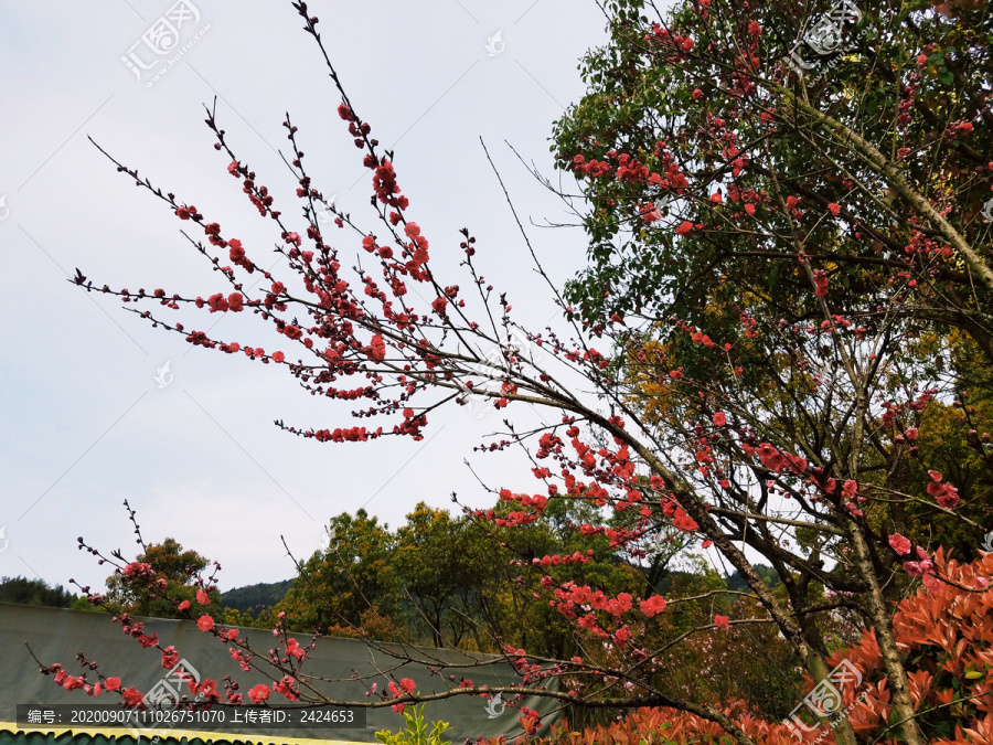 攀枝花