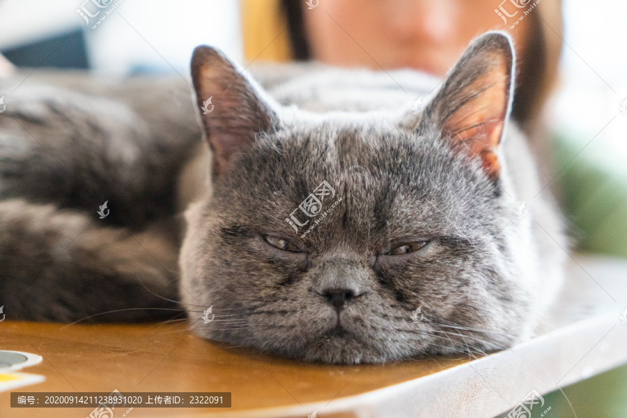 生病的猫咪宠物猫生病