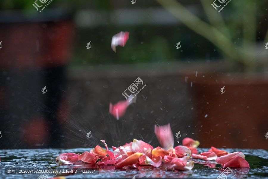 雨打玫瑰花瓣