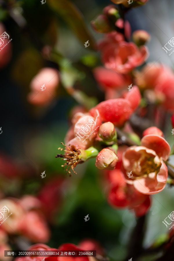 海棠花