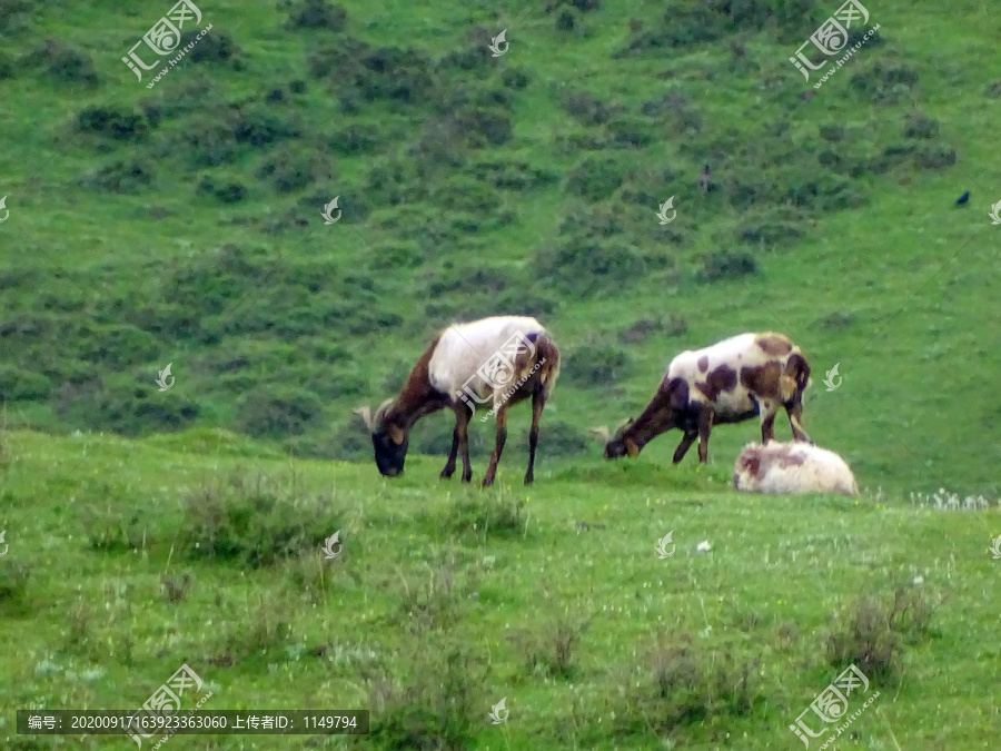 草原山坡上的羊