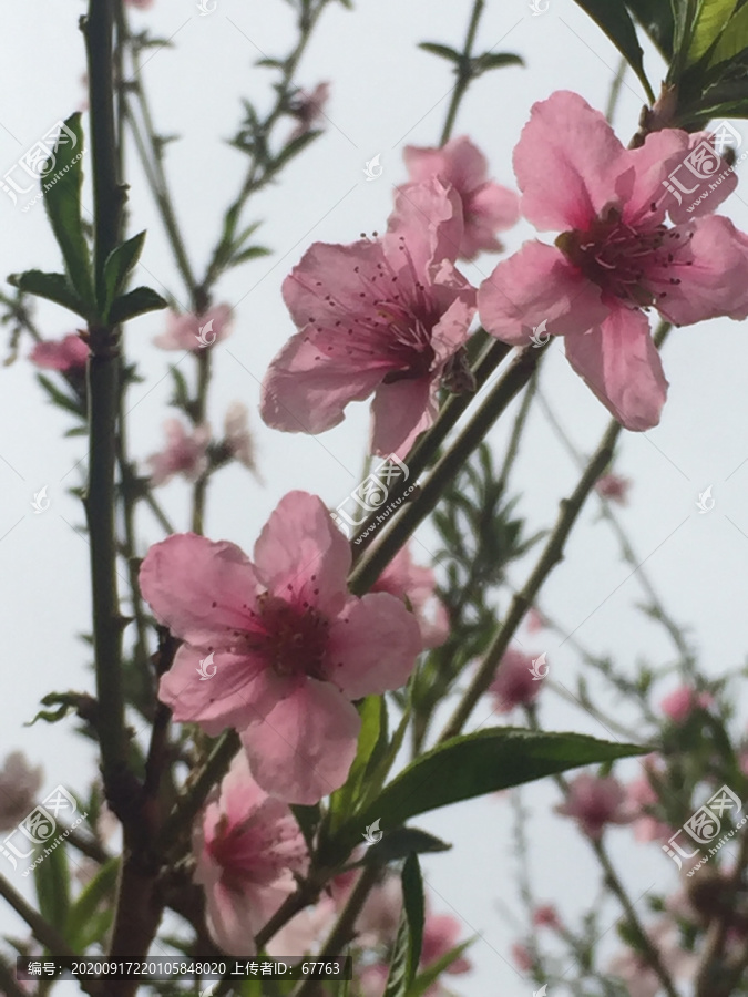 桃花盛开