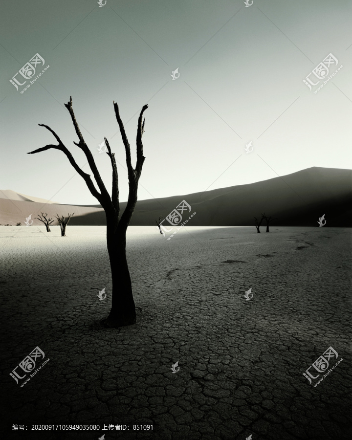 干旱景观中的枯树