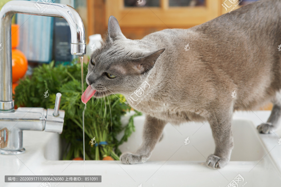 灰猫喝水照片