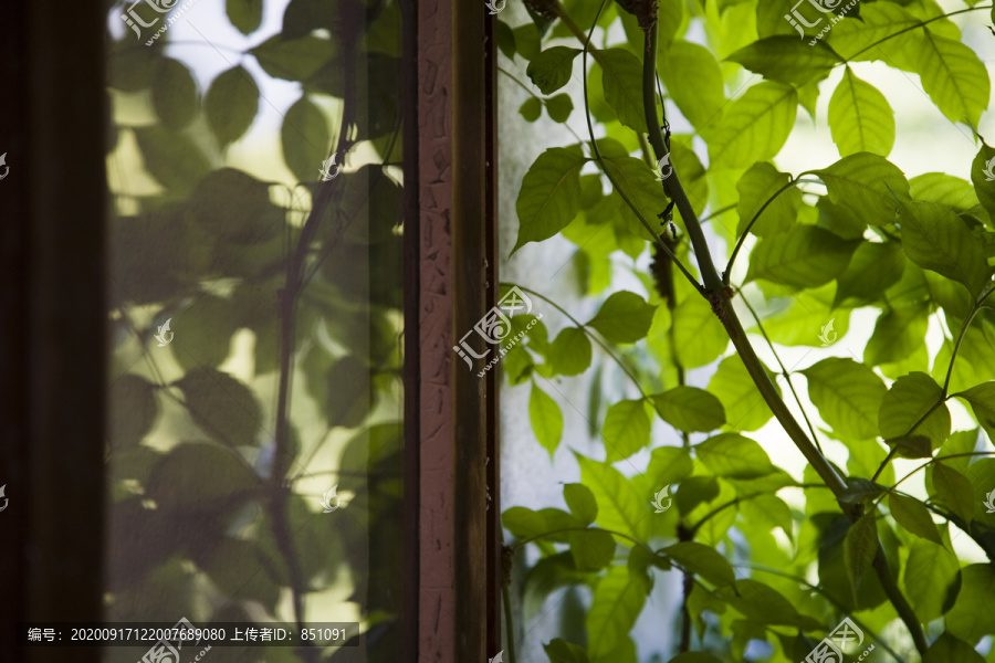 窗外植物照片